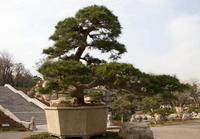 黑松景观树怎样造型 黑松景观树的造型技术