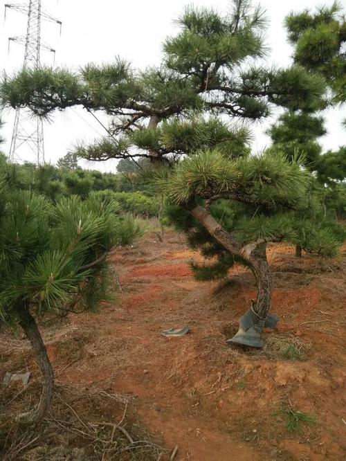 黑松景观树怎样造型？黑松景观树的造型技术-6