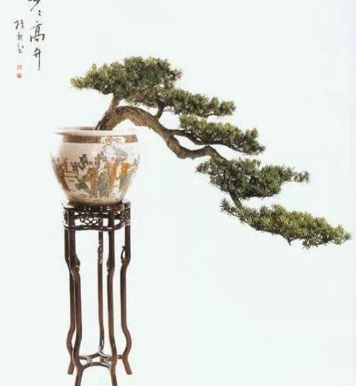 罗汉松怎么造型？-0