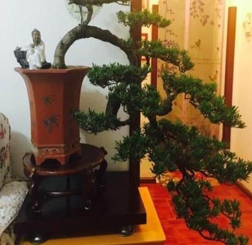 罗汉松怎么造型？-2