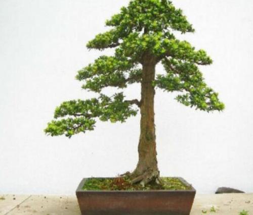 罗汉松怎么造型？-5