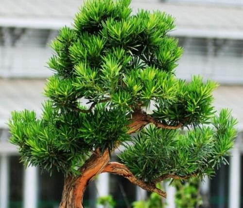 罗汉松怎么造型？-8